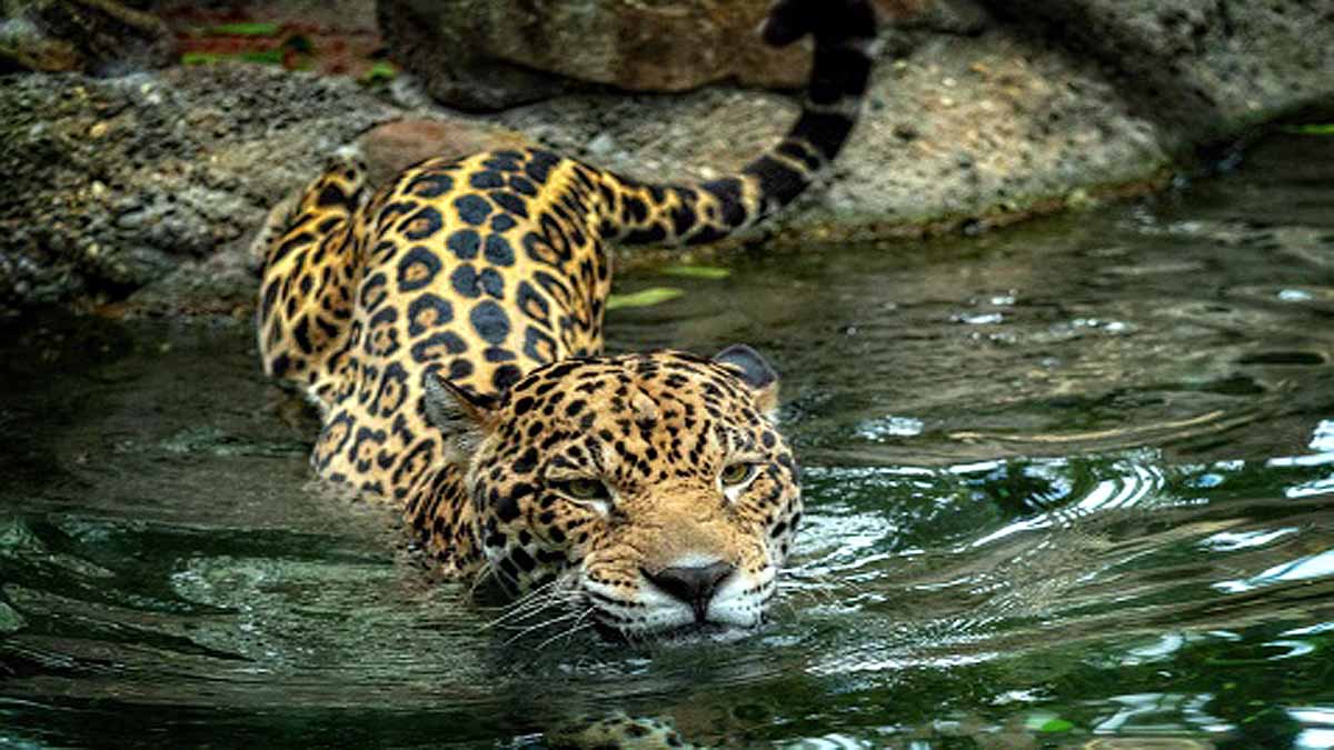 International Tiger Day