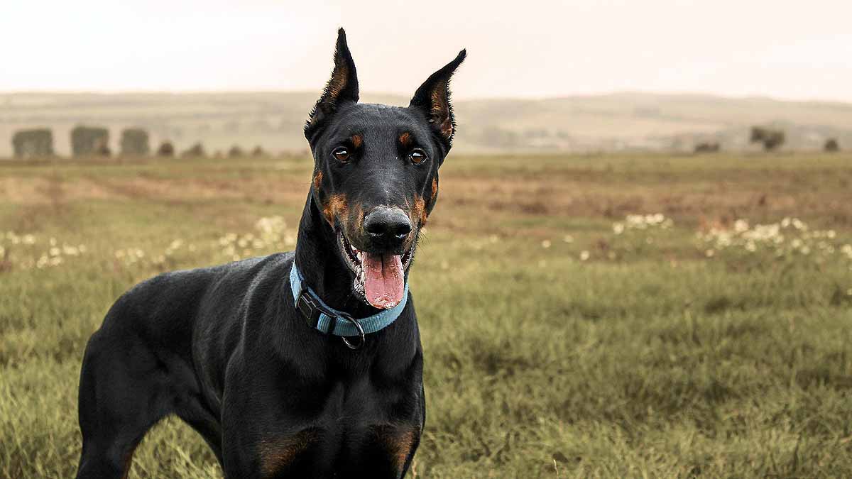 10 signs that your Dog is angry