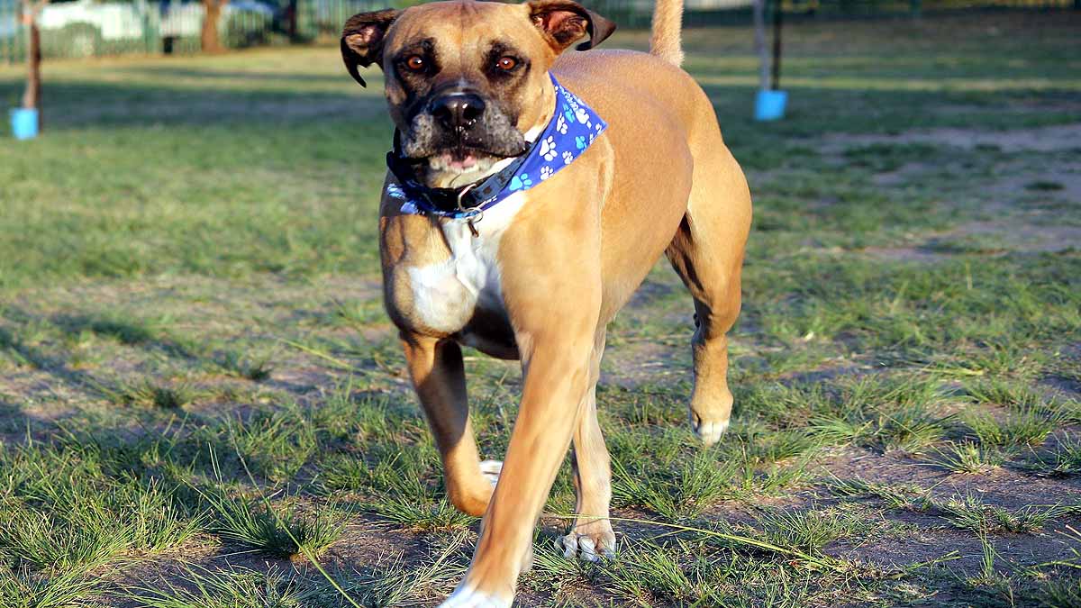 10 signs that your Dog is angry