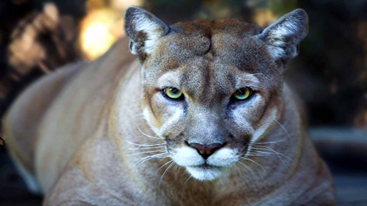 International Tiger Day