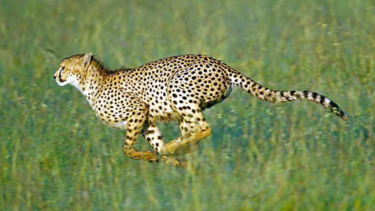 International Tiger Day