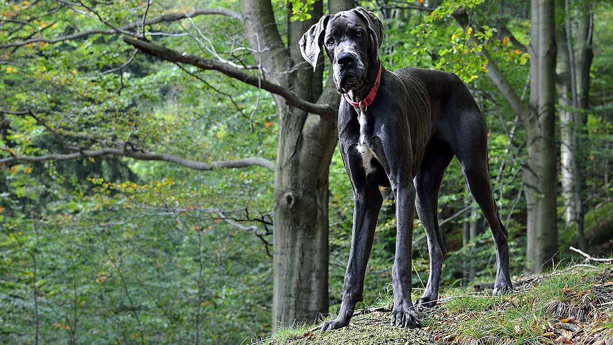 10 signs that your Dog is angry