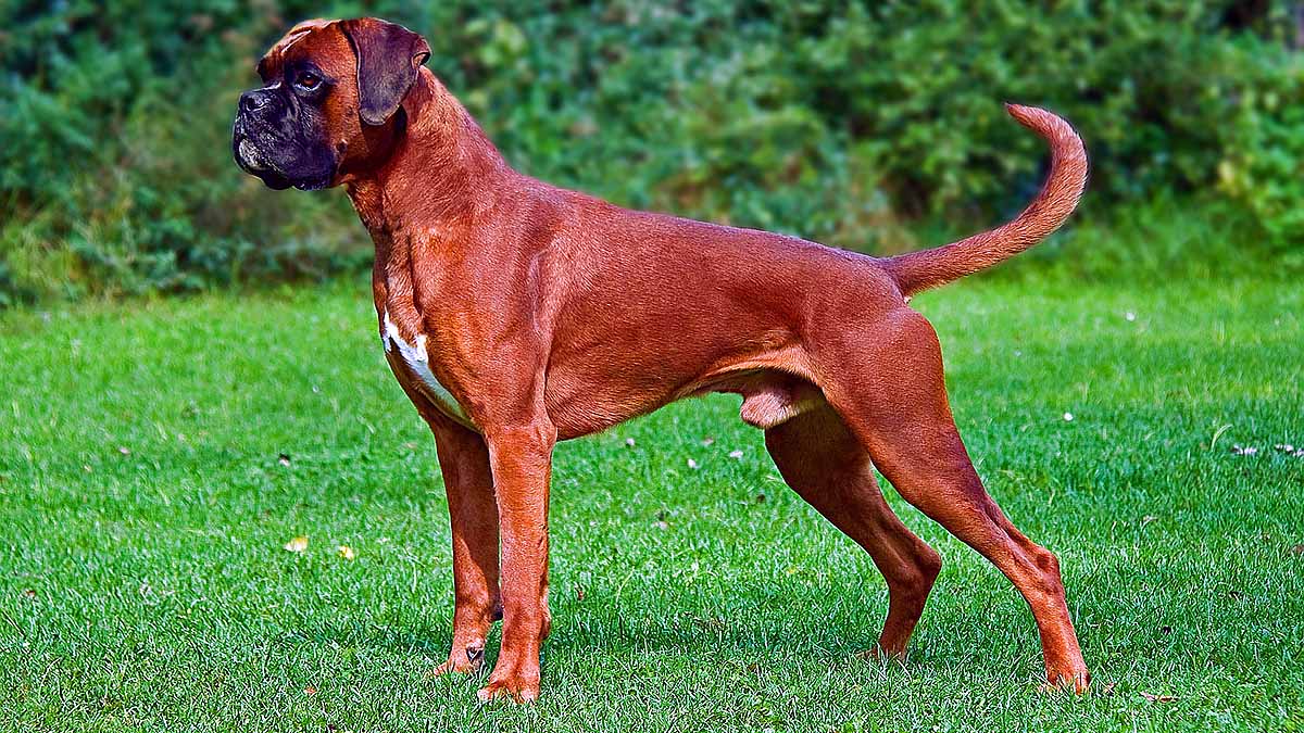 10 signs that your Dog is angry