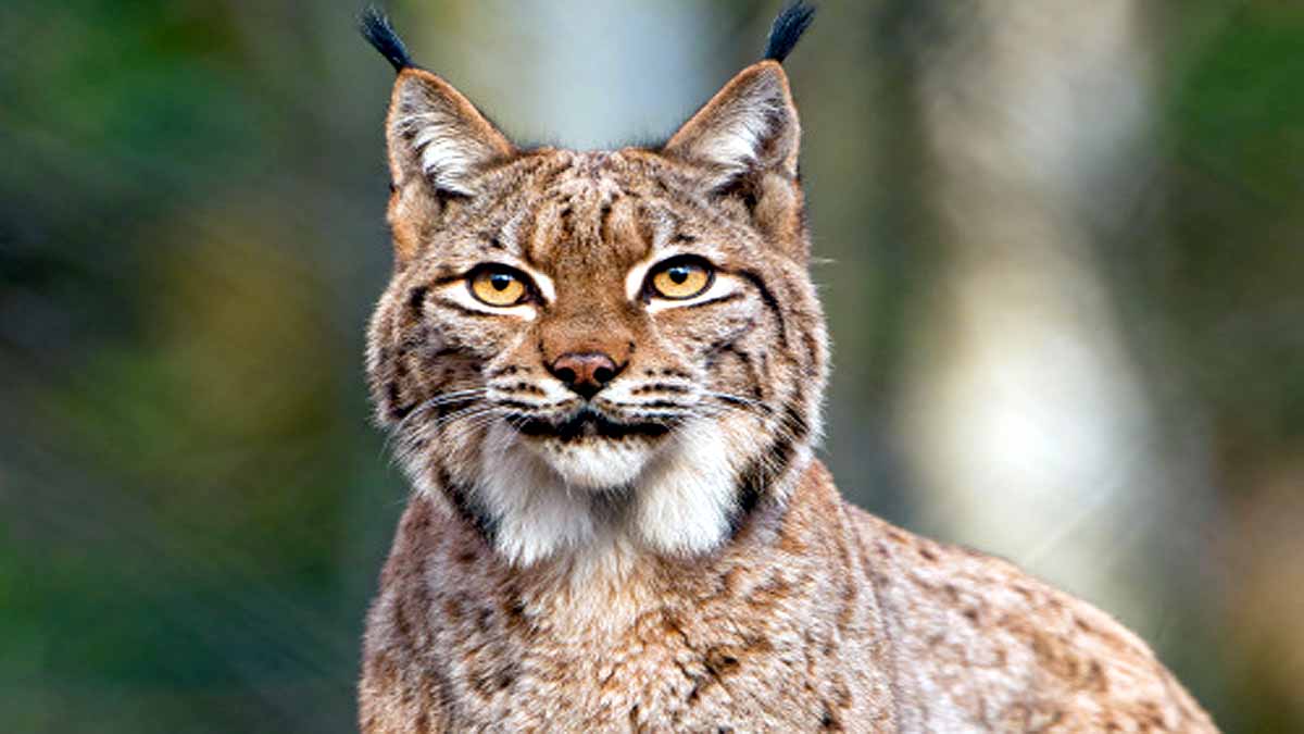 International Tiger Day