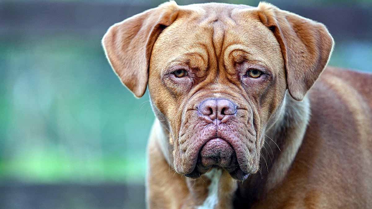 10 signs that your Dog is angry
