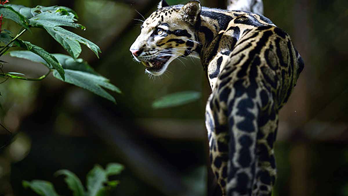 Dangerous Cats of The World