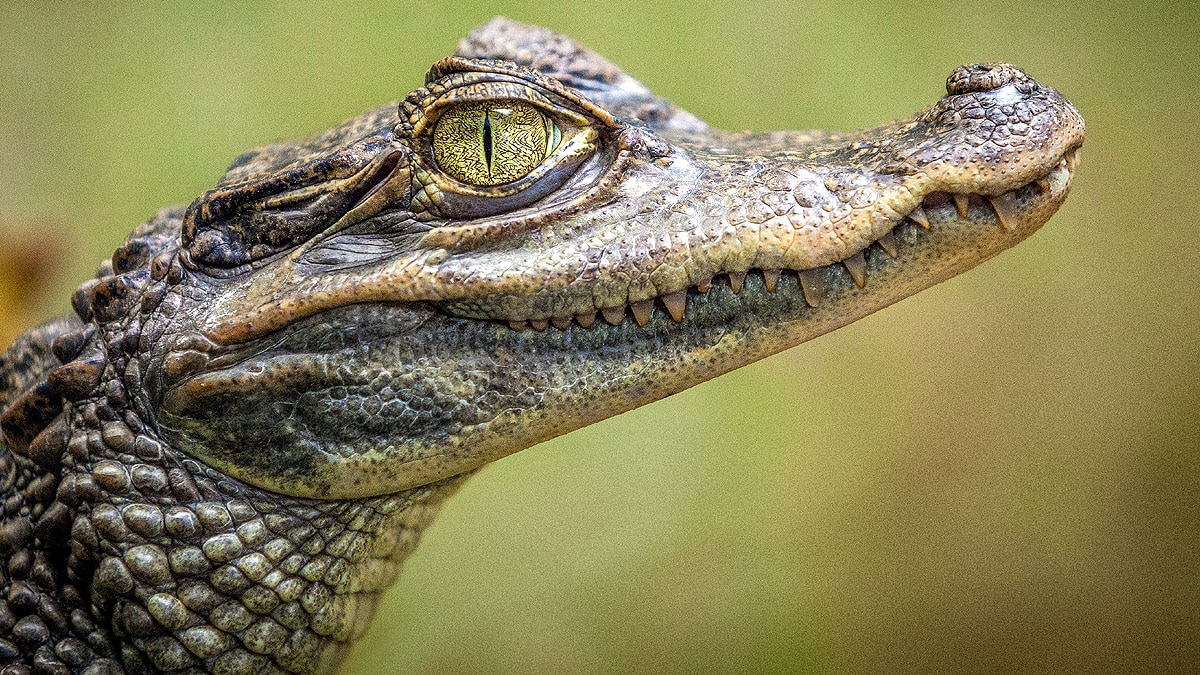 Crocodile Digestion Time 