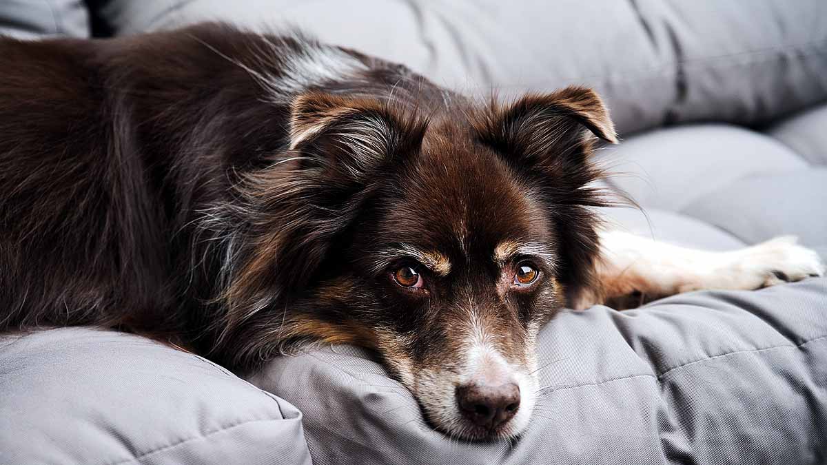 10 signs that your Dog is angry