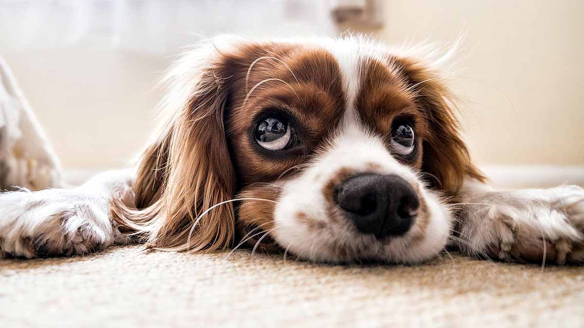 10 signs that your Dog is angry
