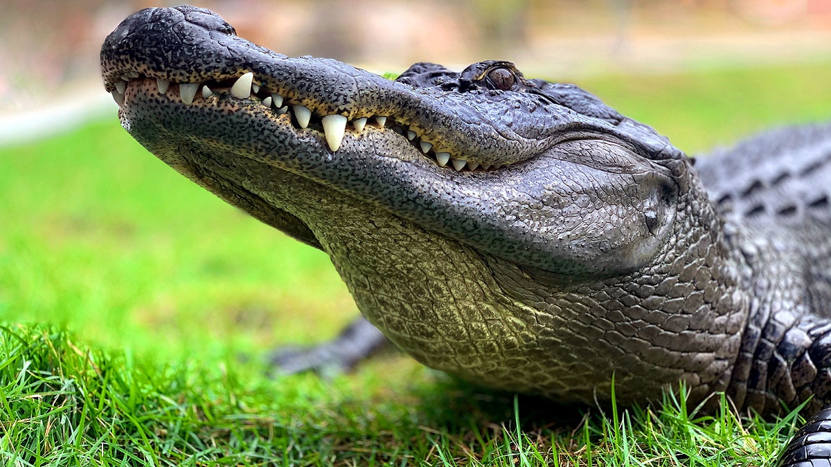 Crocodile Digestion Time 