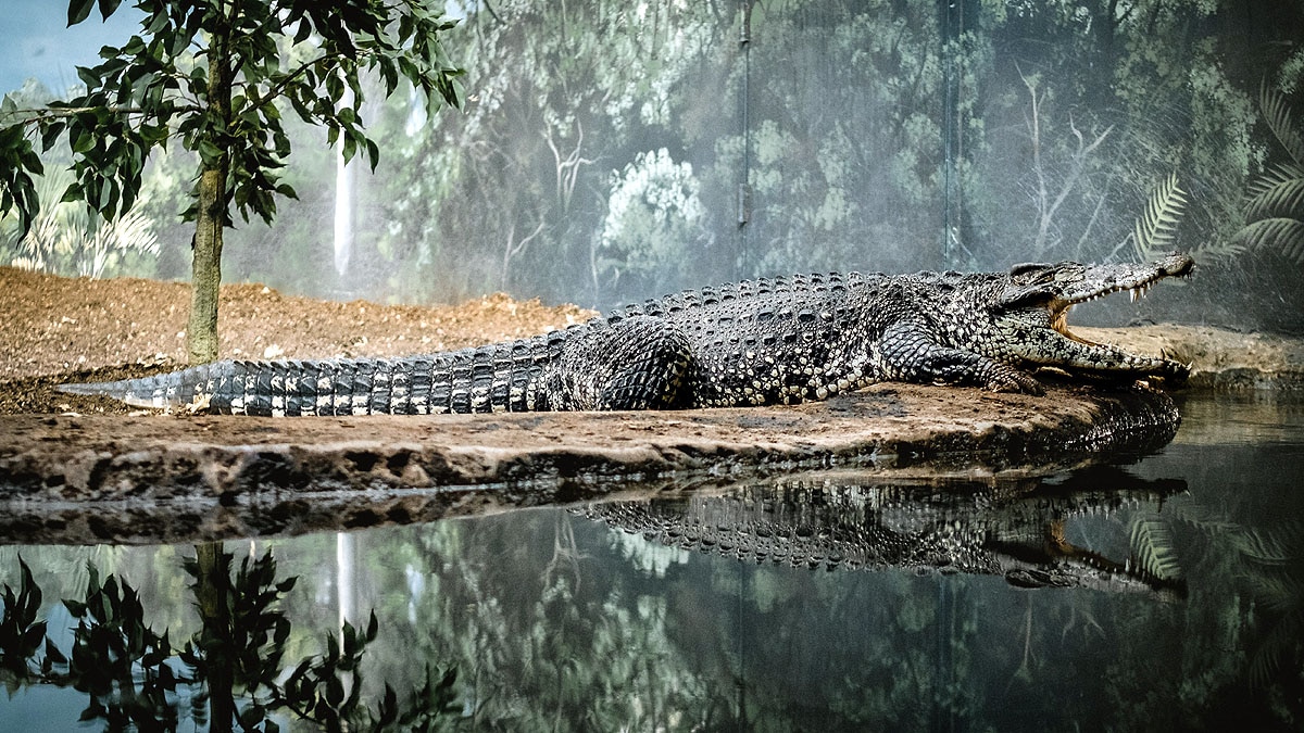 Crocodile Digestion Time 