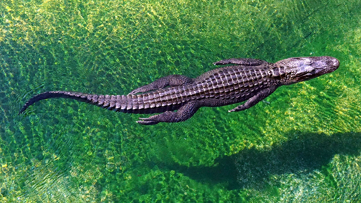 Crocodile Digestion Time 