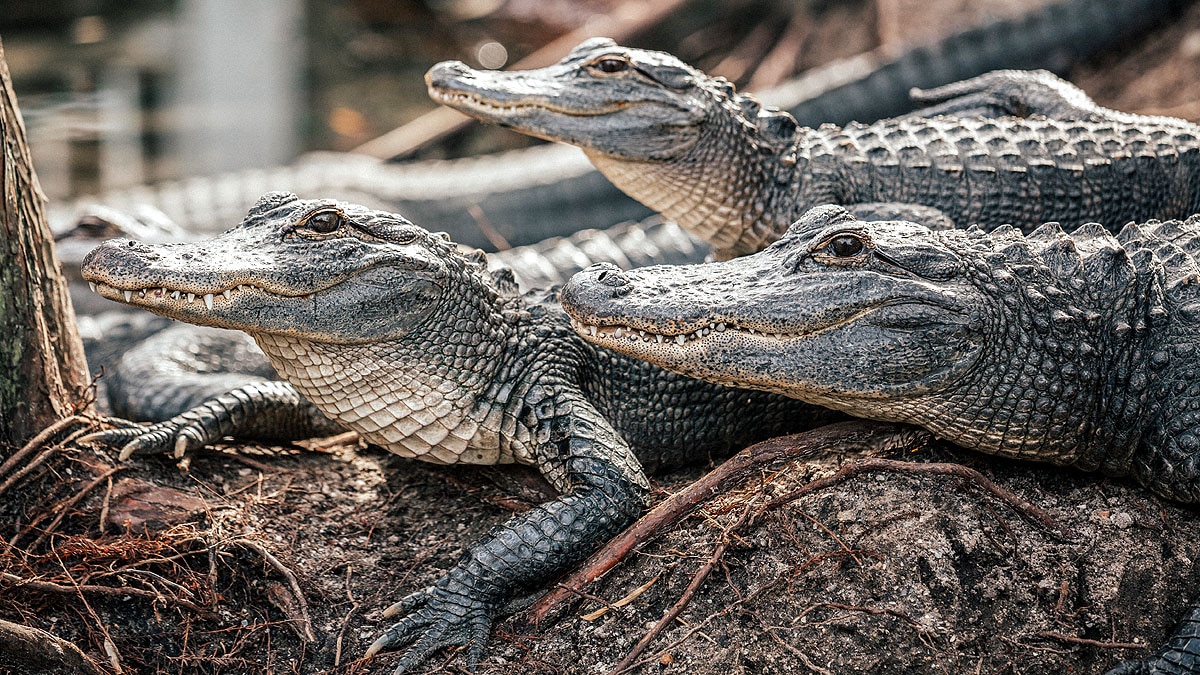 Crocodile Digestion Time 