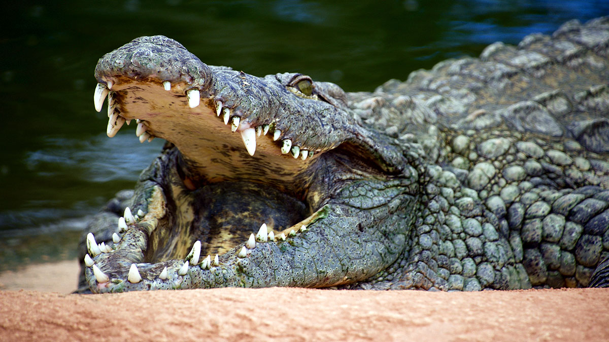 Crocodile Digestion Time 