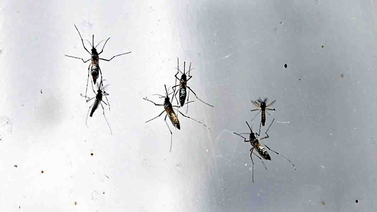 ICMR Mosquitoes Dengue