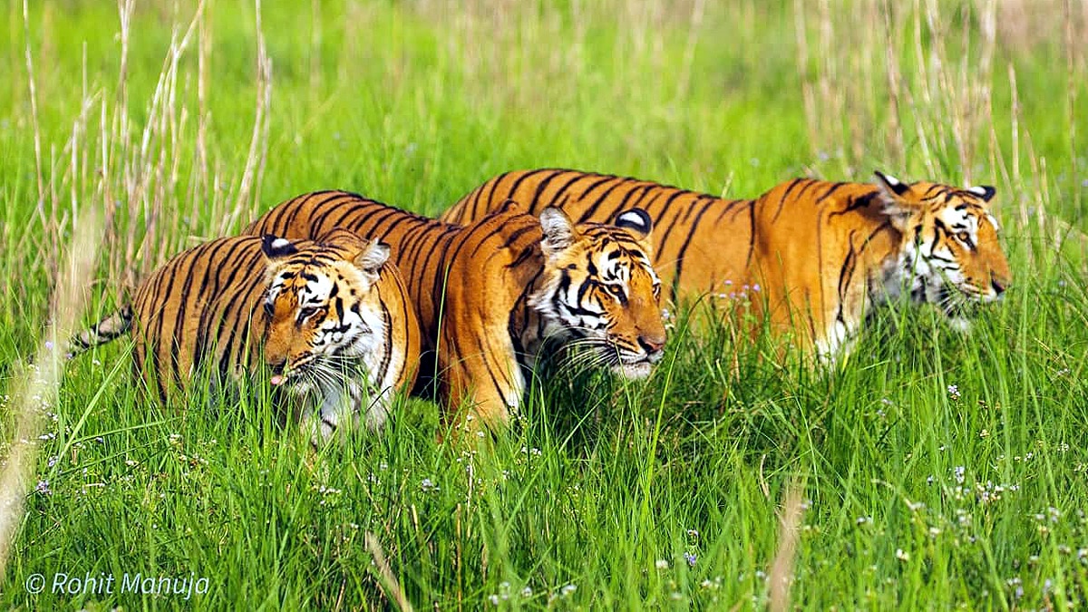 International Tiger Day Jim Corbett