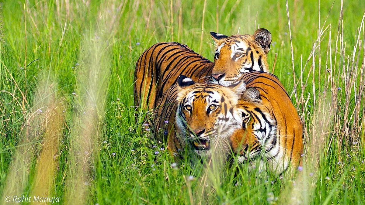 International Tiger Day Jim Corbett