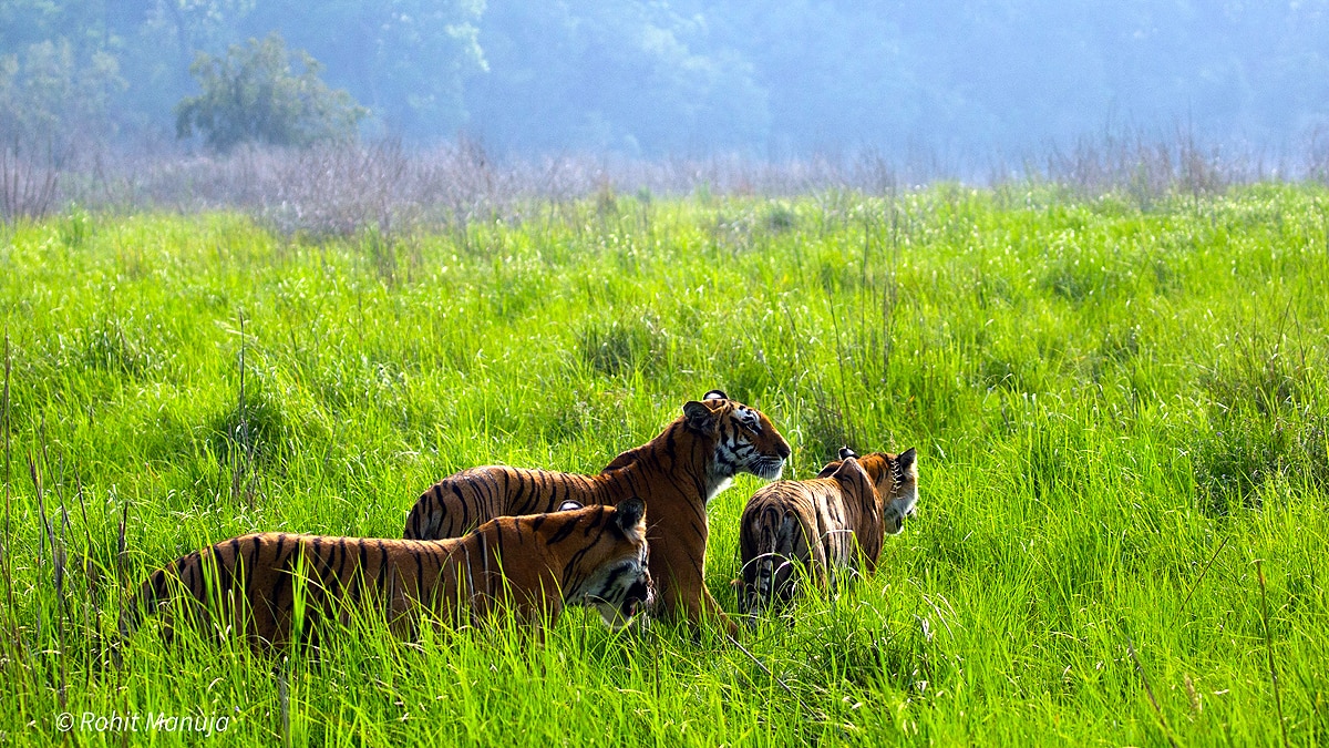International Tiger Day Jim Corbett