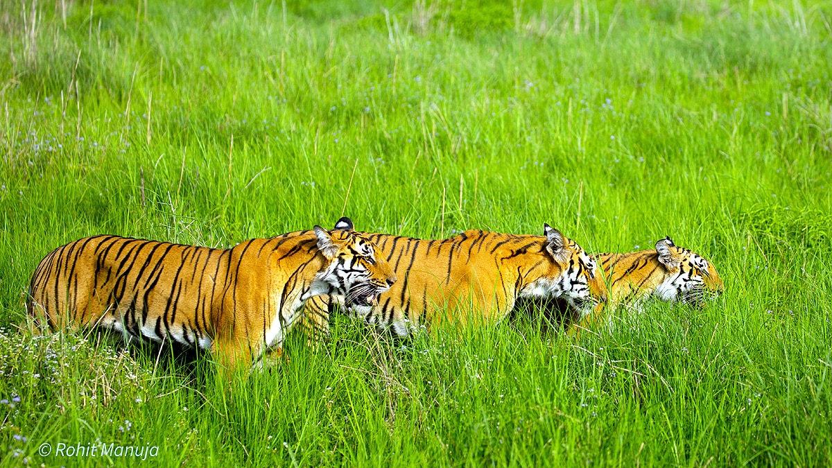 International Tiger Day Jim Corbett