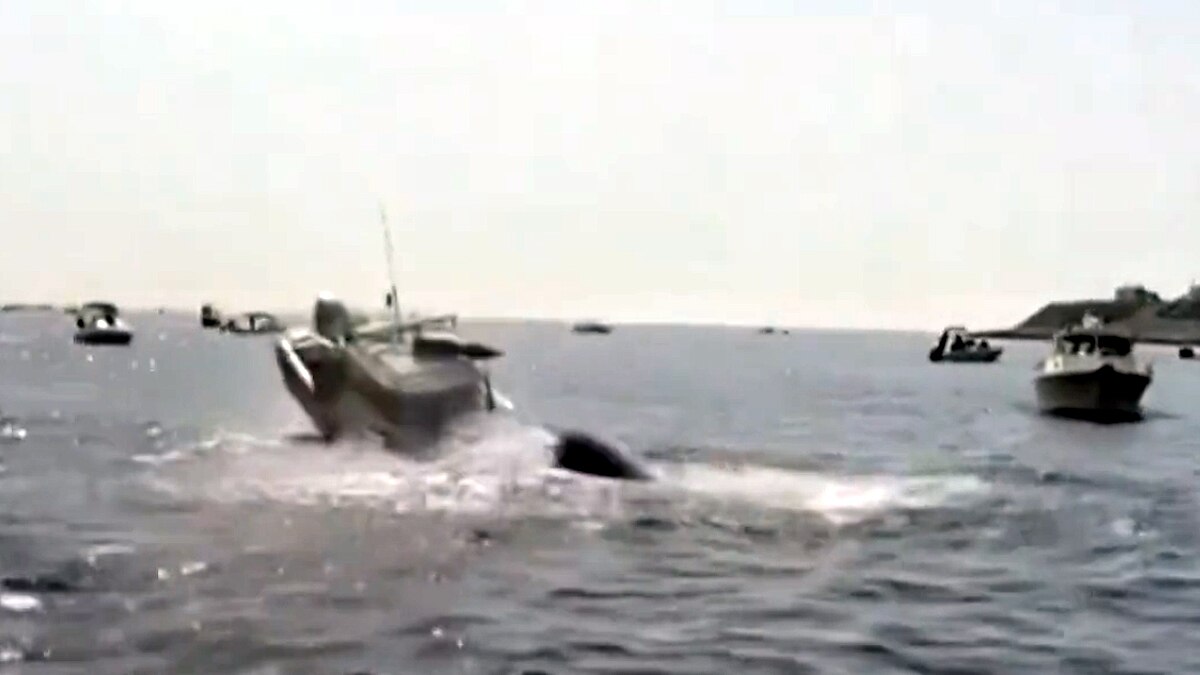 whale jumped on fishing boat 