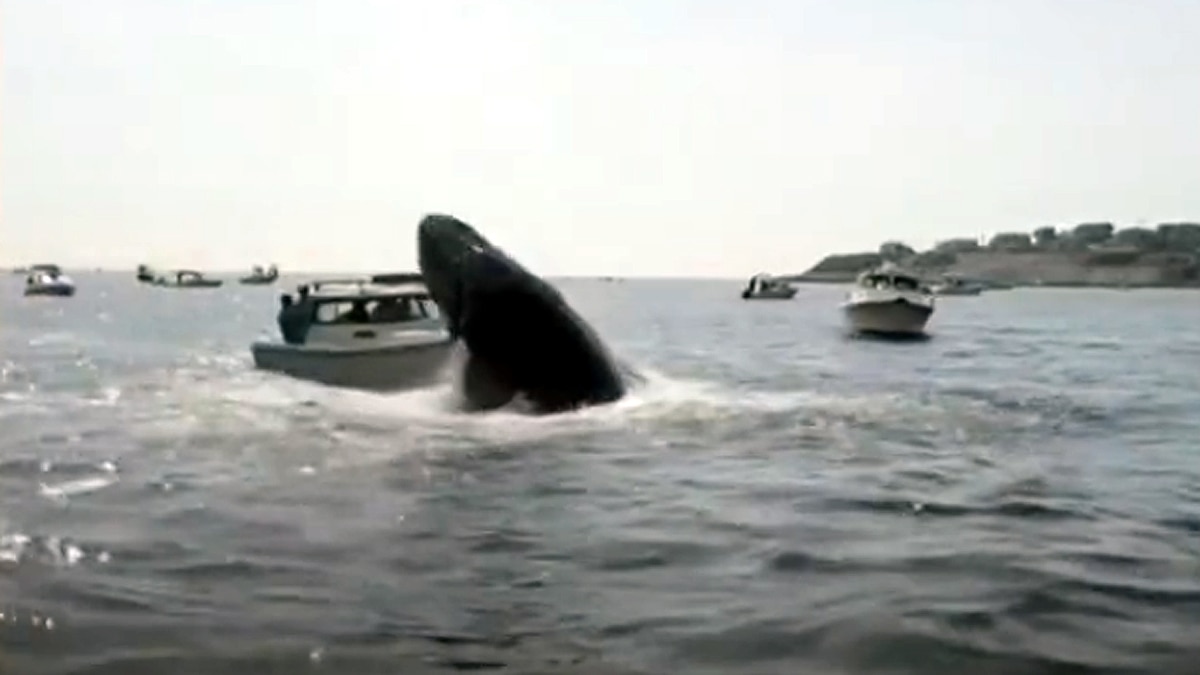 whale jumped on fishing boat 