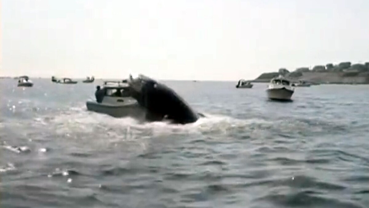 whale jumped on fishing boat 
