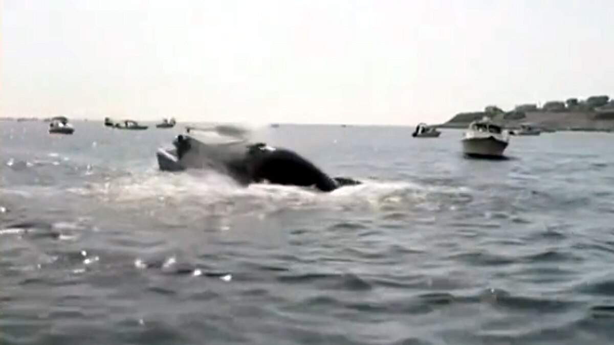 whale jumped on fishing boat 