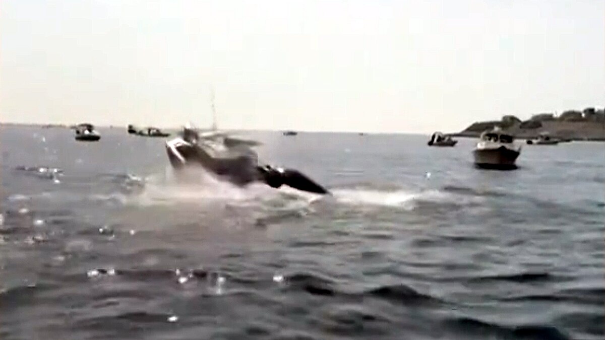 whale jumped on fishing boat 