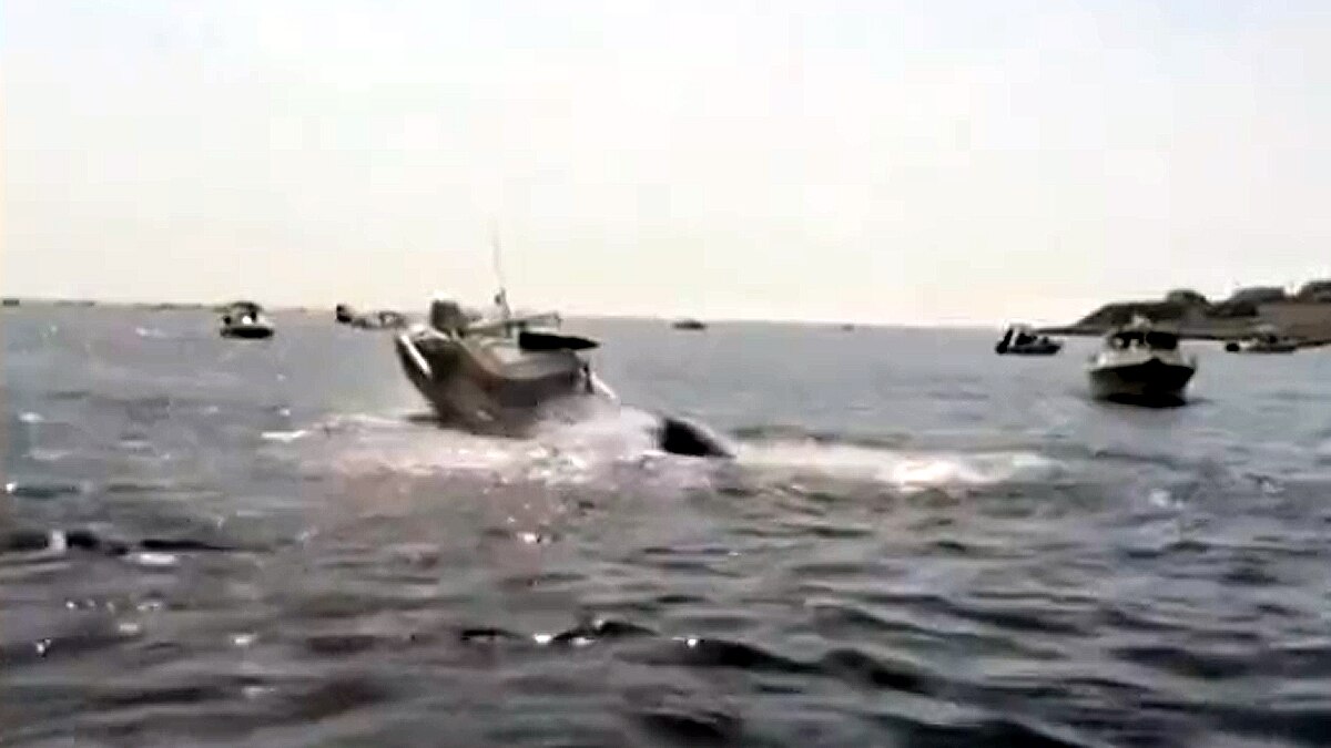 whale jumped on fishing boat 