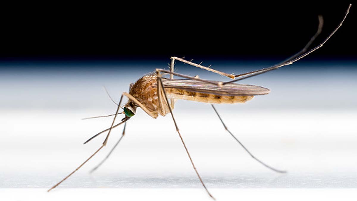 ICMR Mosquitoes Dengue