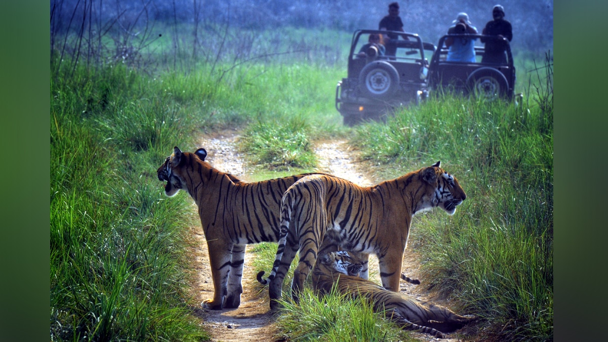 International Tiger Day Jim Corbett