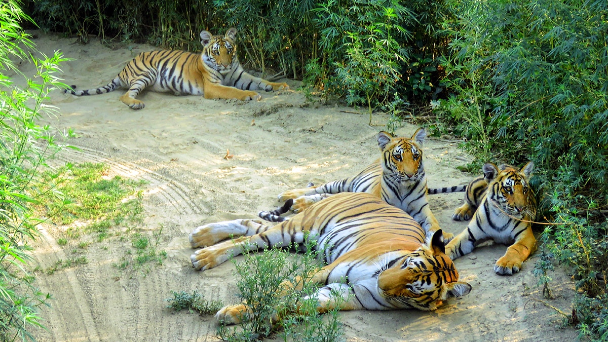International Tiger Day Jim Corbett