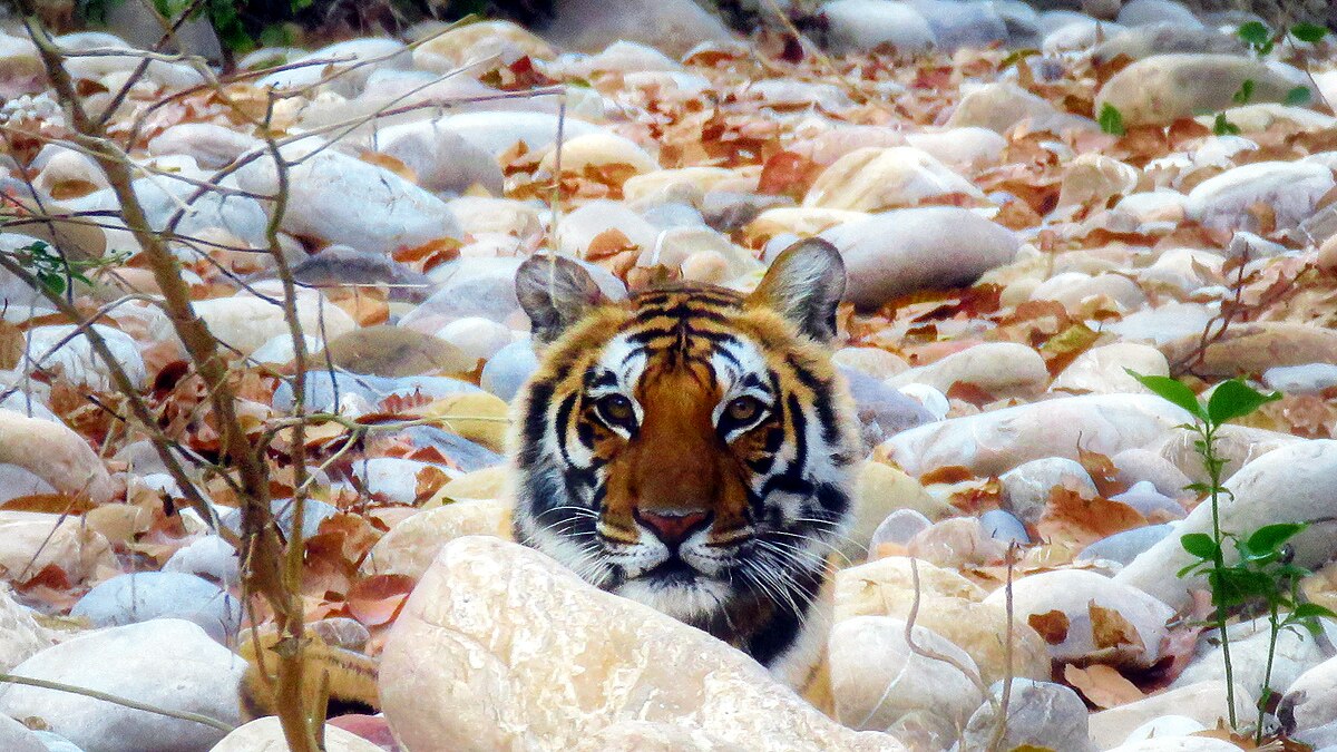 International Tiger Day Jim Corbett