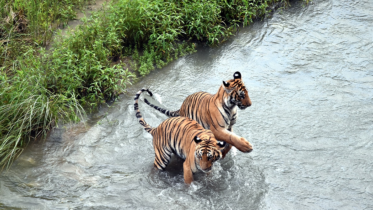 International Tigers Day Jim Corbett