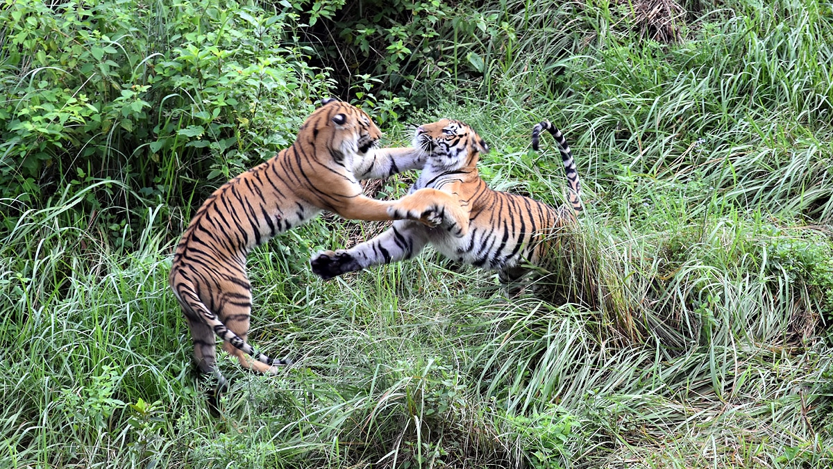 International Tigers Day Jim Corbett