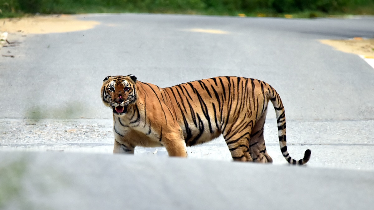 International Tigers Day Jim Corbett