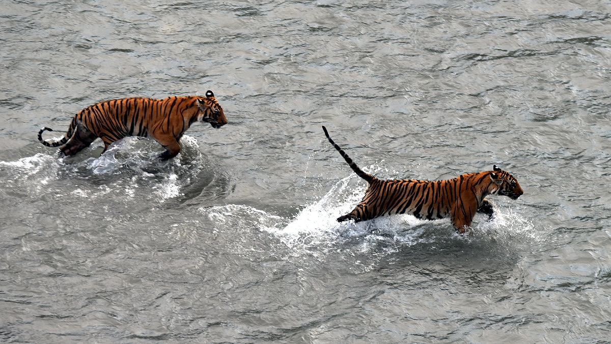 International Tigers Day Jim Corbett