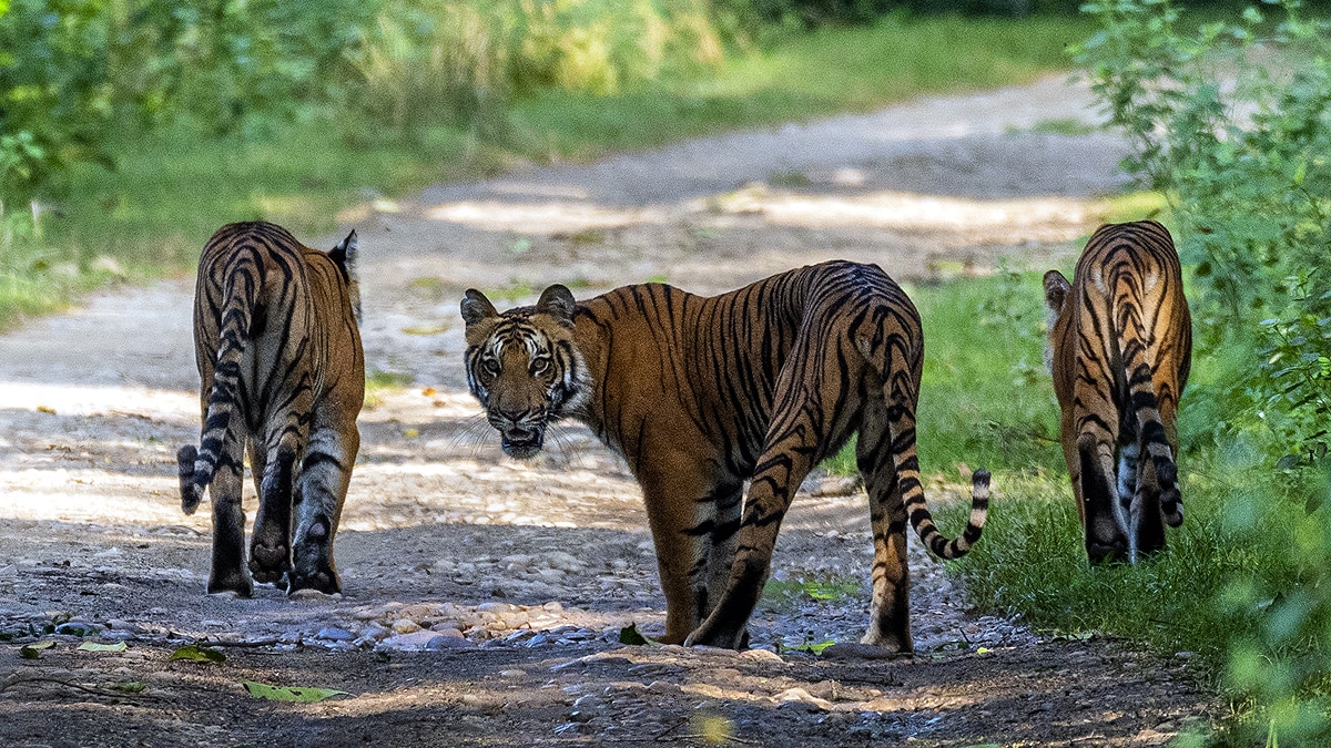 International Tiger Day Jim Corbett