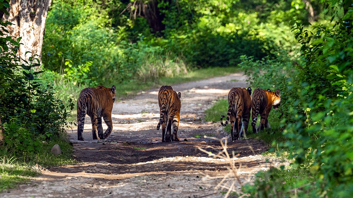 International Tiger Day Jim Corbett