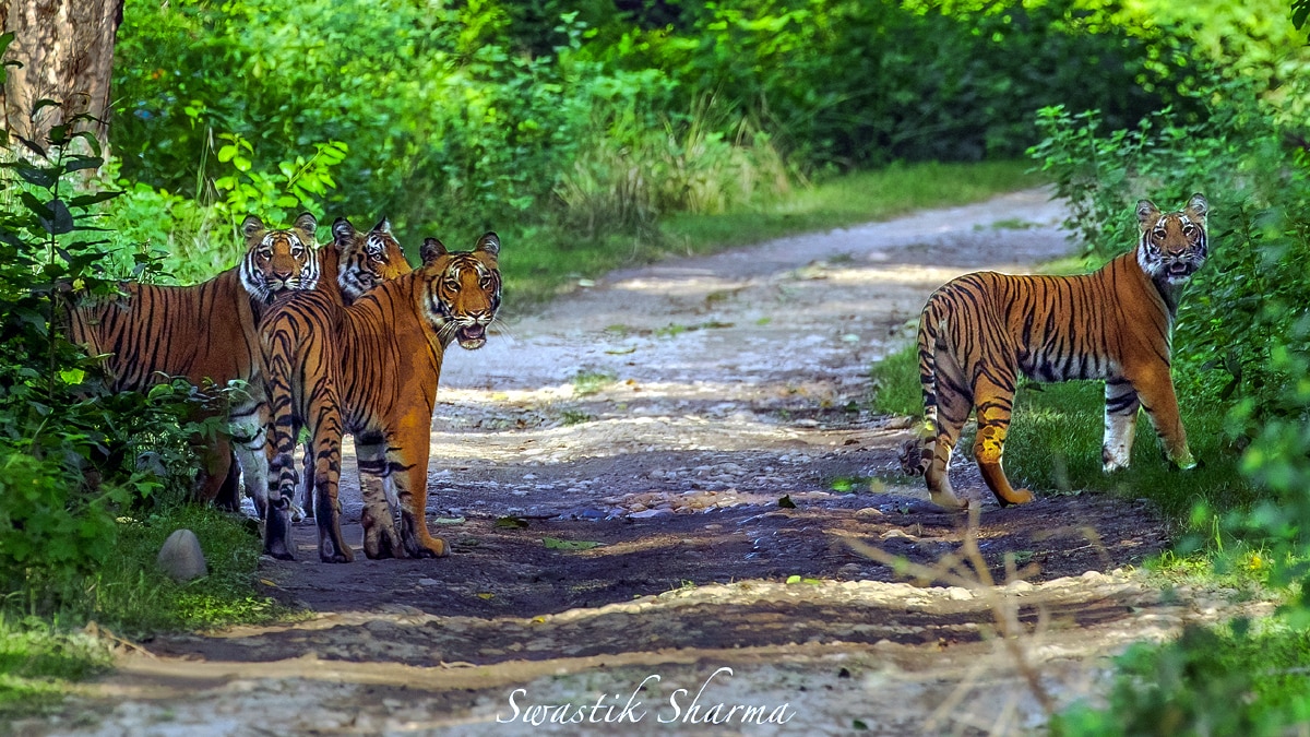 International Tiger Day Jim Corbett