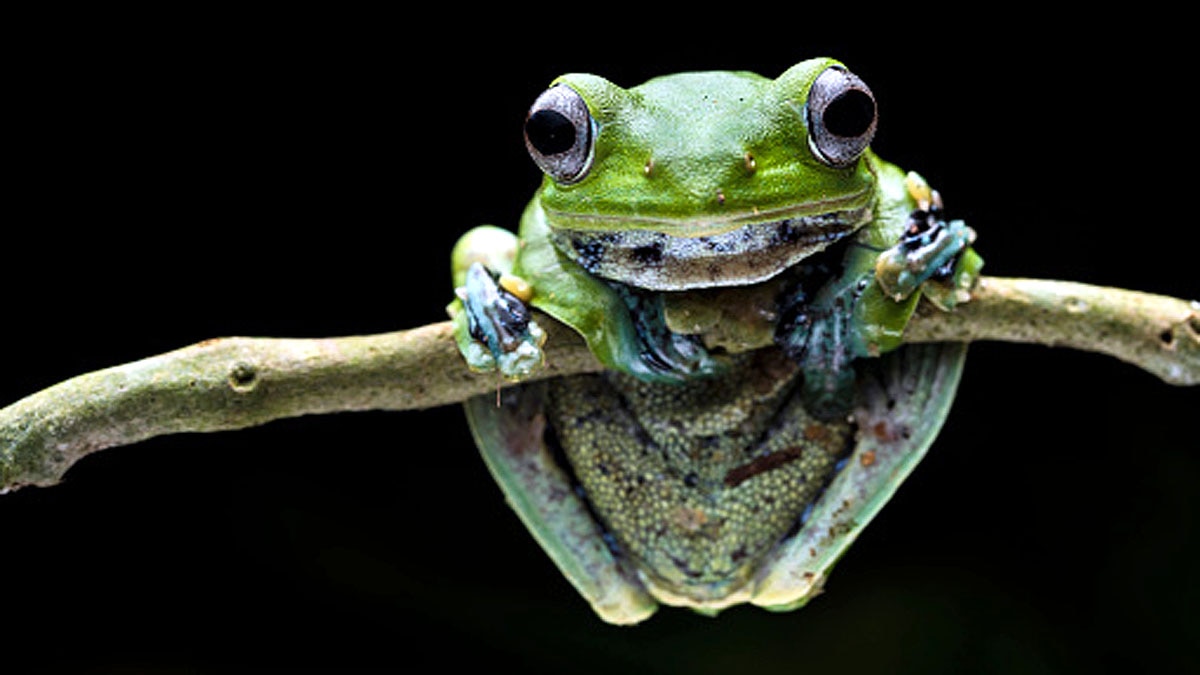 Tree Climbing Toads Frogs