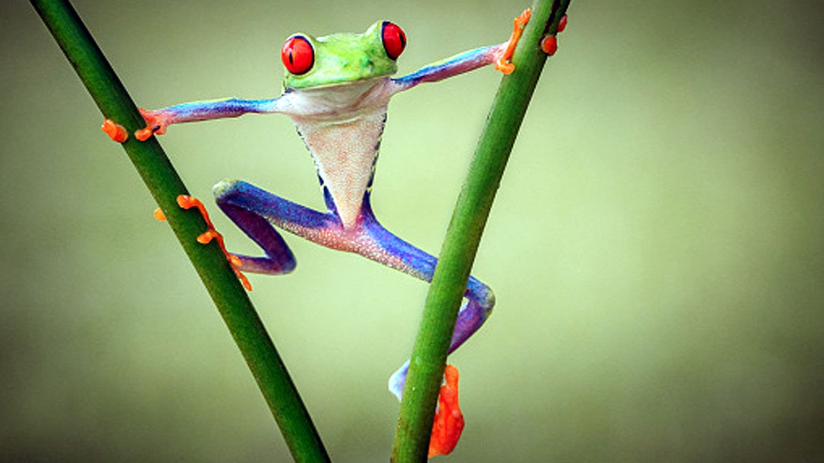 Tree Climbing Toads Frogs