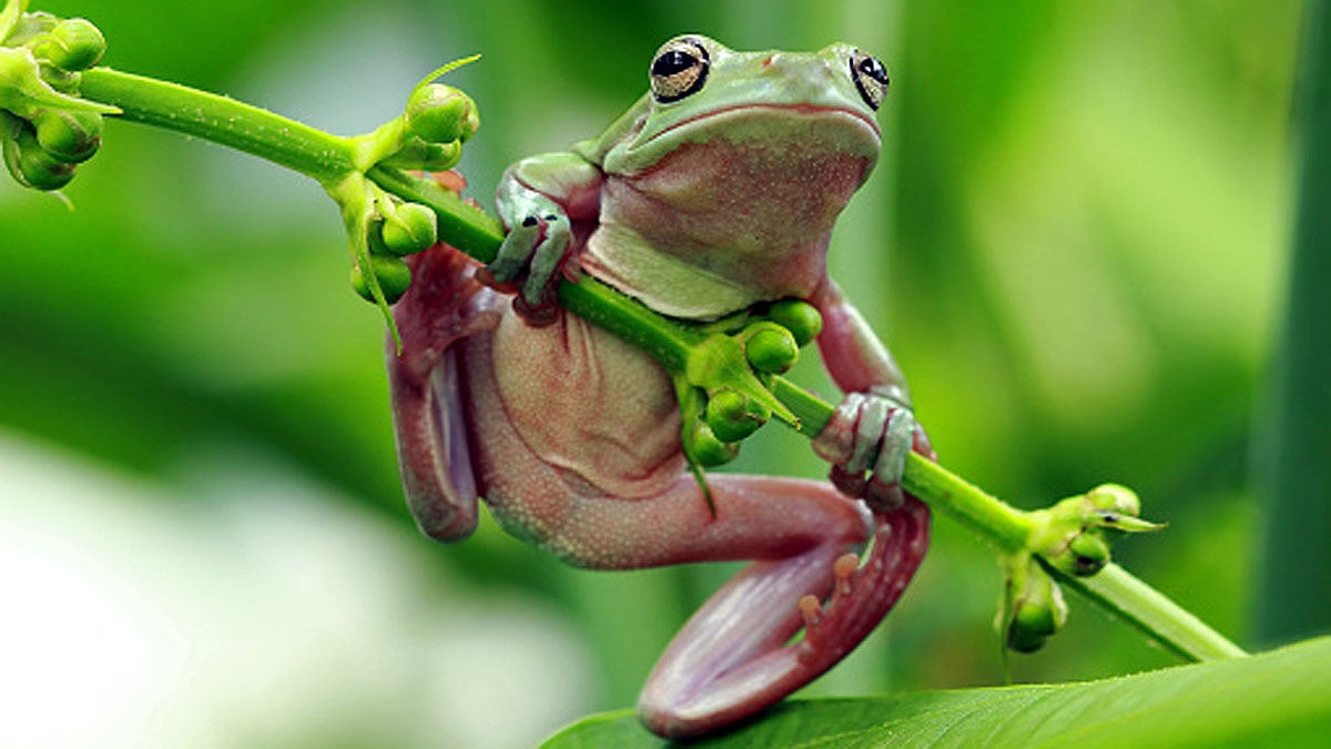 Tree Climbing Toads Frogs