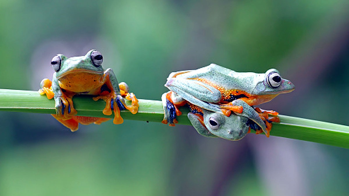 Tree Climbing Toads Frogs