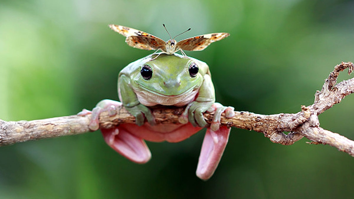 Tree Climbing Toads Frogs