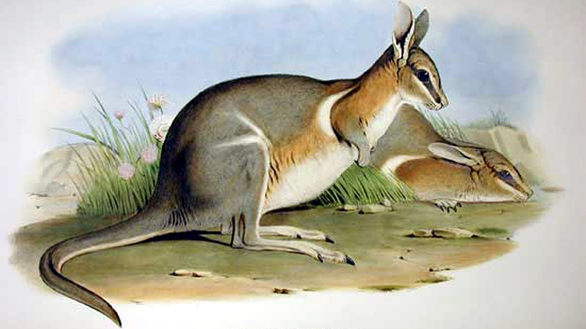 Animals Extinct in 100 years