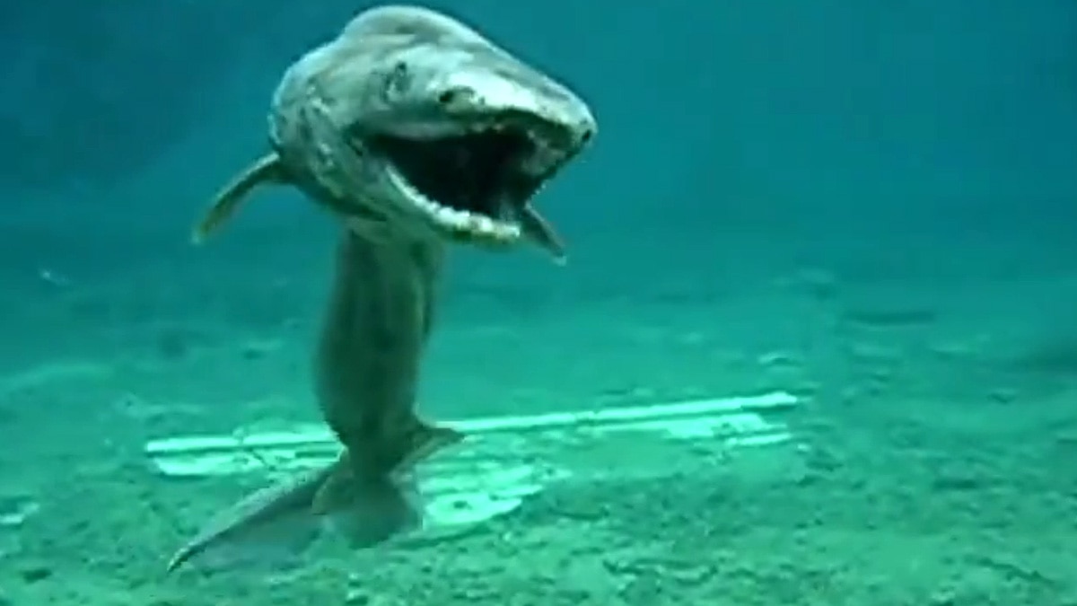 8 crore year old shark
