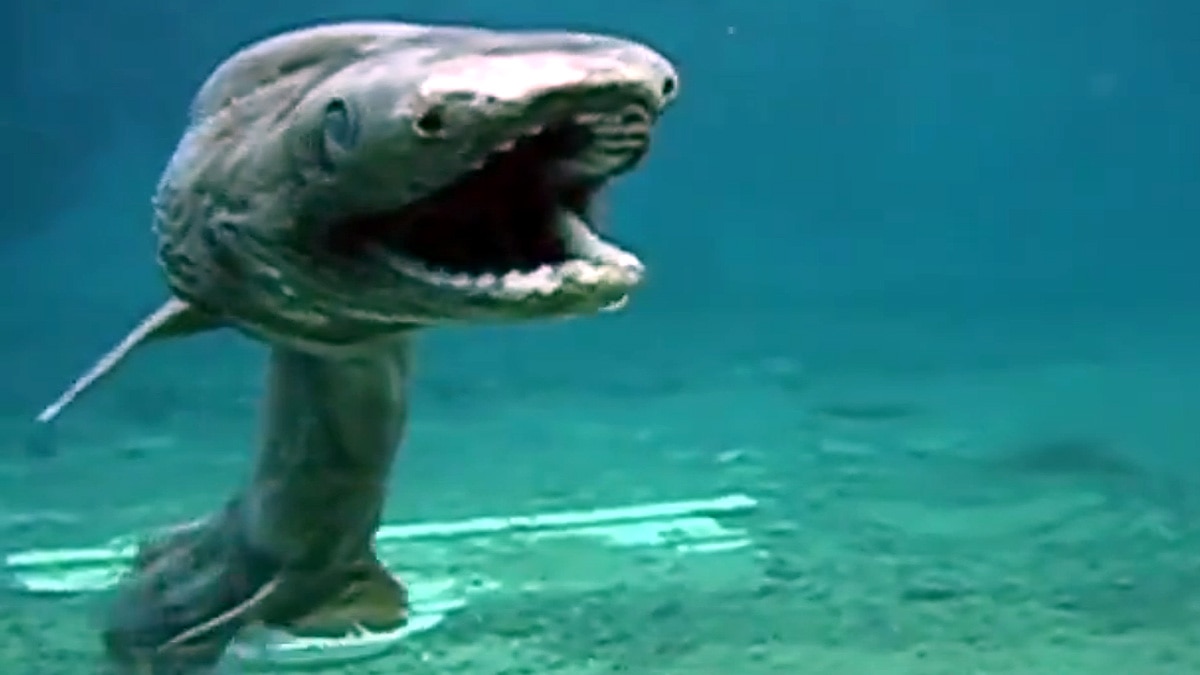 8 crore year old shark