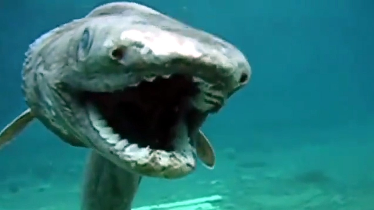 8 crore year old shark