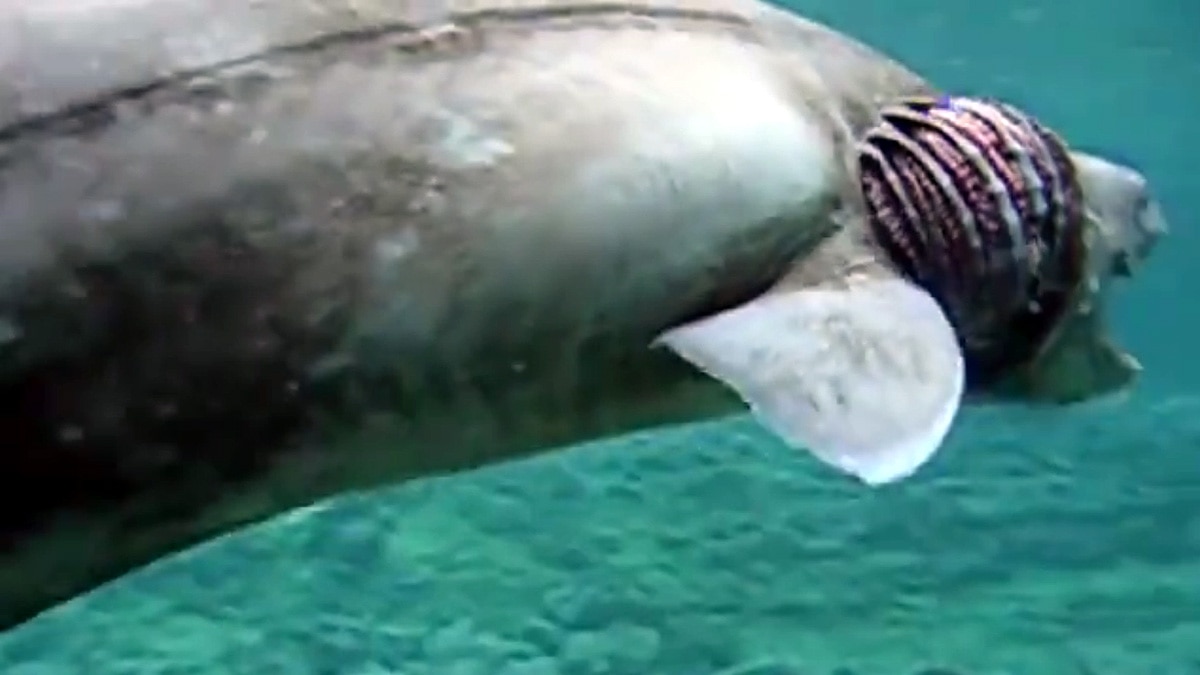 8 crore year old shark